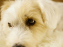 Shooting Snoopy